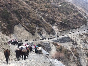 छेकम्पारबासी यार्सागुम्बा सङ्कलन गर्न लेकतिर लागे