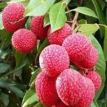 बागवानीको लिची २८ लाख रुपैयाँमा ठेक्का
