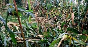 हावाहुरीले मकैबालीमा क्षति हुँदा किसान चिन्तित