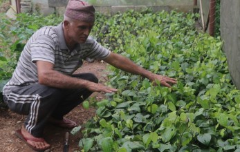मरिचका बिरुवा बेचेर मनग्य आम्दानी