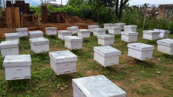 शीतलहरले मौरीका घार रित्तिँदै गएपछि बाँकेका किसान चिन्तित