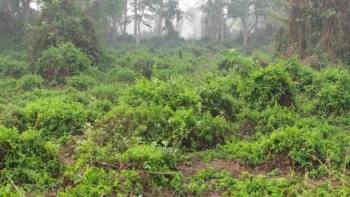 मंसिर २६ देखि मिचाहा प्रजातिसम्बन्धी राष्ट्रिय सम्मेलन हुदै