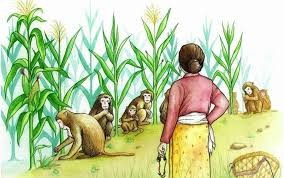 बाँदरले दुःख दिएपछि समयअगावै किसानले टिपे सुन्तला