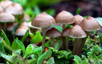 विषालु च्याउ खाँदा एकै परिवारका तीन जना बिरामी