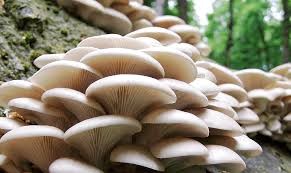 परालको टौवामा उम्रिएको च्याउको तरकारी खाँदा ४ जना बिरामी