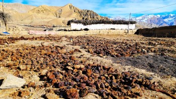 माथिल्लो मुस्ताङमा जाडो थेग्न गुइँठाको भर