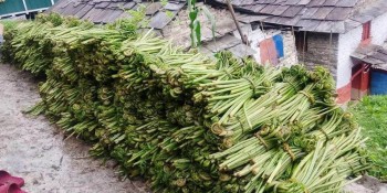 कोशीटप्पुको निगुरो काठमाडौँको कालीमाटीमा