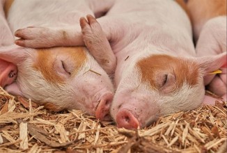 अफ्रिकन ‘स्वाइन फिभर’ बाट ३ सय बङ्गुर मरे, सावधानी अपनाउन आग्रह