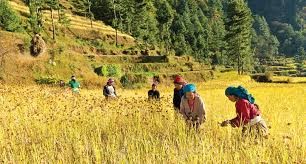 मनाङमा रैथाने बाली उत्पादन घट्दै