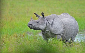 याे वर्ष पनि राेकियाे गैँडा गणना