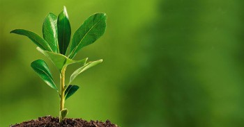 आज २७ औँ वनस्पति दिवस मनाइँदै