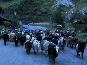 बजार झरे लेकाली भेडा च्याङ्ग्रा