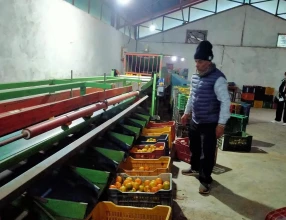 मुग्लिनमा आजदेखि सुन्तला महोत्सव हुदै