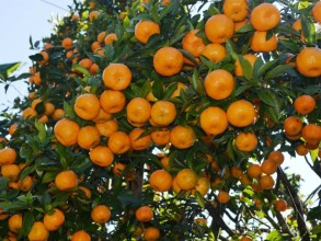 बोट मै सुक्न थाले धमाधम सुन्तला