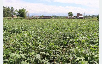 तरकारी खेतीबाट आर्थिक उपार्जनमा मोतिपुरका किसान