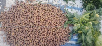 पकेट क्षेत्रमा आलु उत्पादन घट्यो