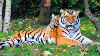 नेपालमा बाघको सङ्ख्या बृद्धिसगै बासस्थानको समस्या