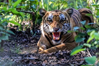 बाँकेमा बाघको आक्रमणबाट एक जनाको मृत्यु