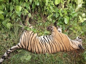पर्साको ठोरीमा पाटे बाघ मृत भेटियो