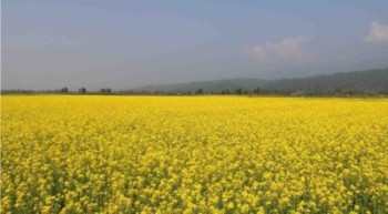 आर्थिक उपार्जन गर्न फूल व्यवसाय
