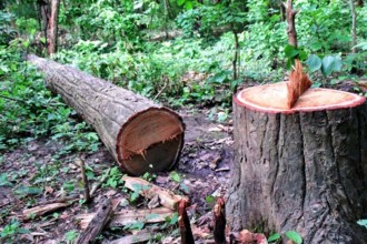 कञ्चनपुरमा फिल्मी शैलीमा रुखहरू अवैधरुपमा कटानी