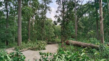 जेनजी प्रदर्शनको मौका छोपेर ढालिए सयौँ सालका रुख
