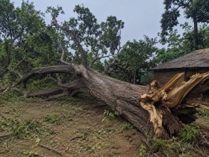 देवदारको रुख ढलेपछि...
