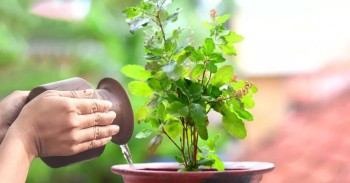 आषाढ शुक्ल एकादशी : तुलसीको बिरुवा सारिँदै