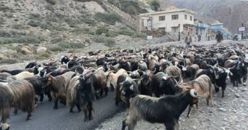 कोरला नाकाबाट भित्रिन थाले भेडाच्याङ्ग्रा