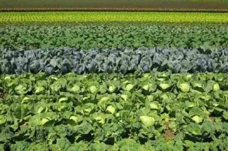 कञ्चनपुरका मुक्तकमैया व्यावसायिक तरकारीखेतीबाट आत्मनिर्भर बन्दै, मल्चिङ प्रविधिमा आकर्षण