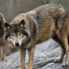 ब्वाँसो भागेपछि विद्यालय बन्द