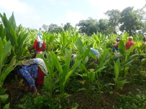 उखु र बेसारखेतीको व्यावसायिक प्रवर्द्धनमा विनयी त्रिवेणी गाउँपालिका