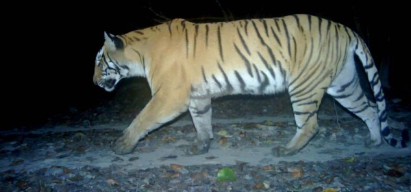 शुक्लाफाँटा राष्ट्रिय निकुञ्जमा बाघ गणनाको तयारी