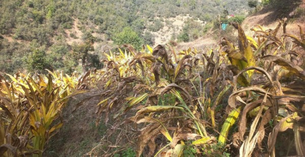 व्यावसायिक रूपमा बेसारखेती गर्दै बैतडीका महिला