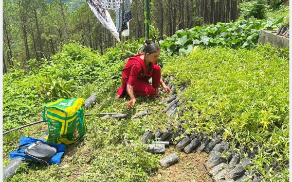 अन्नबालीमा वन्यजन्तुको आतङ्क, टिमुरमा किसानको भरोसा