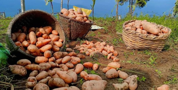 मूल्य नपाउदा खेतबारी मै आलु