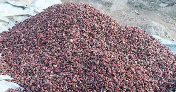 बागलुङमा अलैंची उत्पादनमा वृद्धि,  ६ करोडको कारोबार
