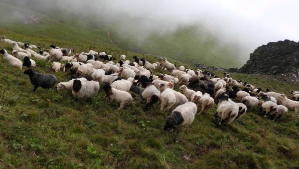 चौबिस वर्षदेखि भेँडाबाख्रासँग रमाएका दुरजङ