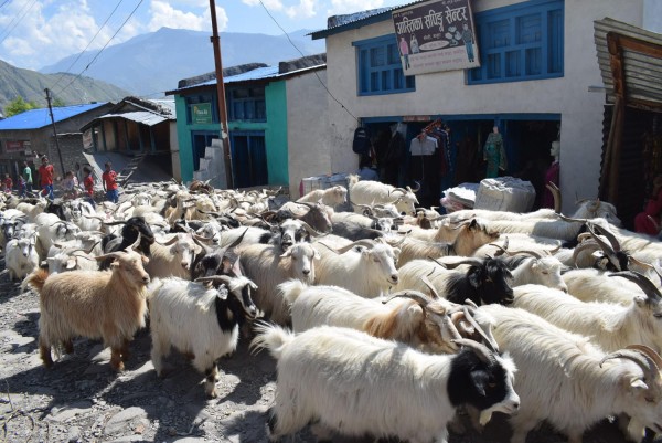 मुस्ताङबाट ३५ करोडभन्दा बढी मूल्यका भेडाच्यांग्रा निकासी