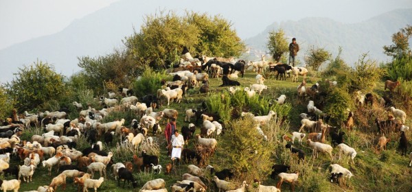 भेडी गोठाला भन्छन्– सरकारबाट केही पनि सहयोग पाइएन