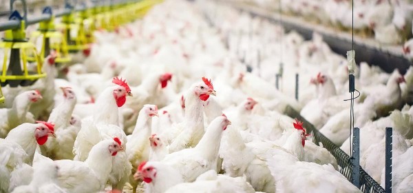 ‘बर्ड फ्लु’ भेटिएपछि मासु र अण्डा ओसारपसारमा प्रतिबन्ध