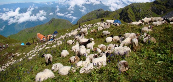 ऊन बिक्री नहुदा विस्थापित हुने जोखिममा ‘भेडिहार’
