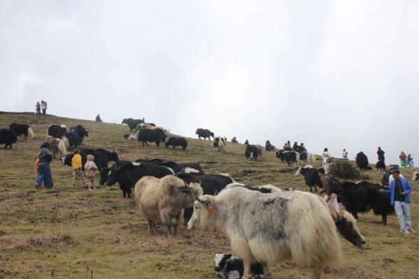 थरीथरीका चौँरी हेर्दै रमाए पर्यटक