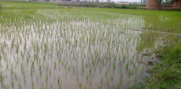 सिँचाइ सुविधा नहुँदा कञ्चनपुरमा चैते धानबाली घट्यो