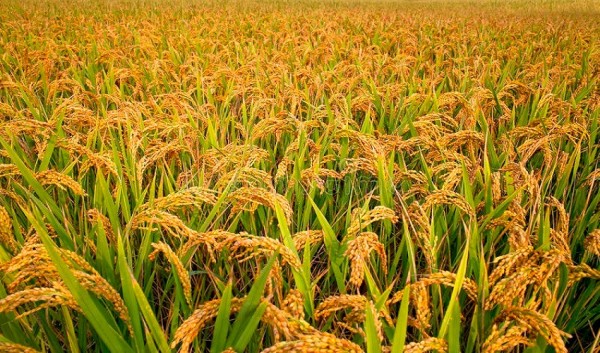 म्याग्दीमा धान र कोदोको उत्पादनमा वृद्धि