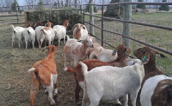 बाख्रामा ‘पिपीआर’ रोगको सङ्क्रमण पुष्टि