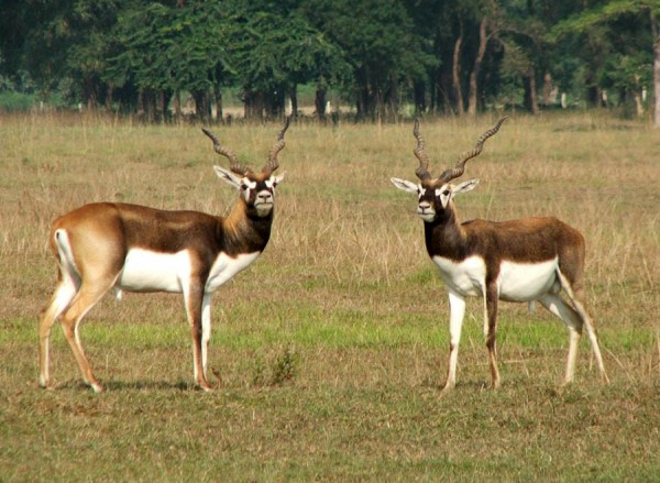 १८ वटा कृष्णसार स्थानान्तरण गरिने