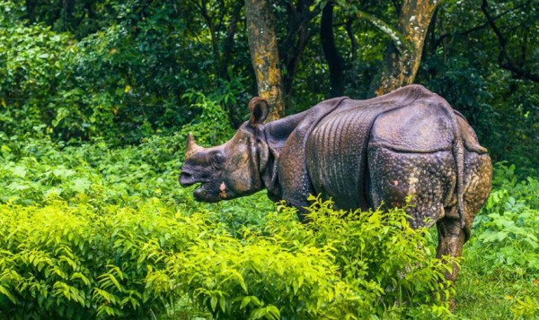गैँडाको शून्य चोरीसिकार पाँच सय दिन कट्यो