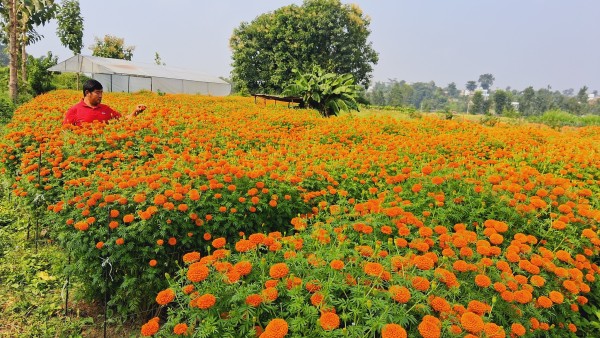 सहकारीद्धारा व्यावसायिक सयपत्री खेती