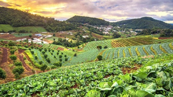 गाउँघरमै कृषि पेसाबाट मनग्य कमाइ गर्दै किसान